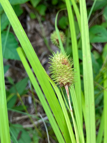 Carex squarrosa, photograph 6