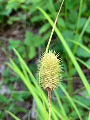 Carex squarrosa, photograph (c) Bryan Connolly, some rights reserved (CC BY)