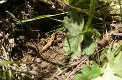 Ranunculus neapolitanus