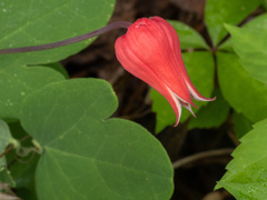 Clematis texensis, photograph (c) Turner Brockman, some rights reserved (CC BY-SA)