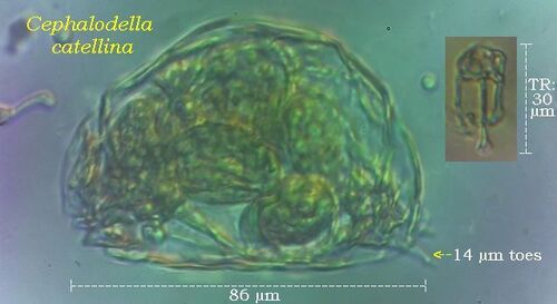 Cephalodella catellina