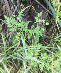 Anthriscus caucalis