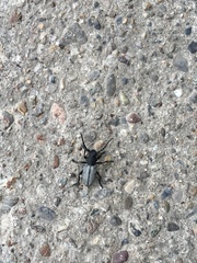 Dorcadion fuliginator