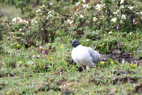 Columba leuconota, 2026-07-17