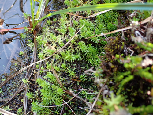 Hippuris montana, photograph 5