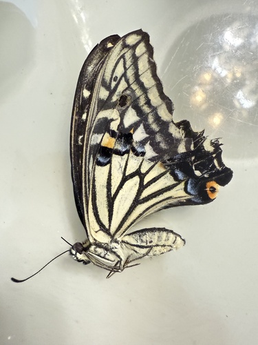 Chinese Yellow Swallowtail