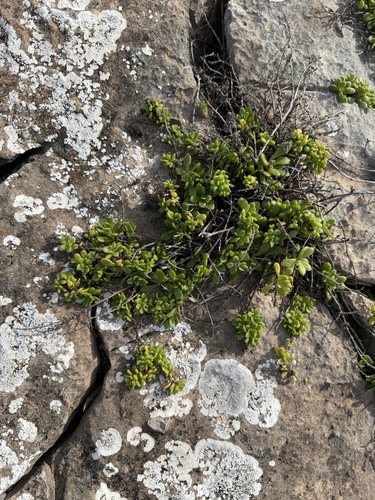 Leiocarpa supina, 2026-07-19