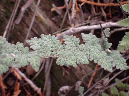 Eaton's lipfern