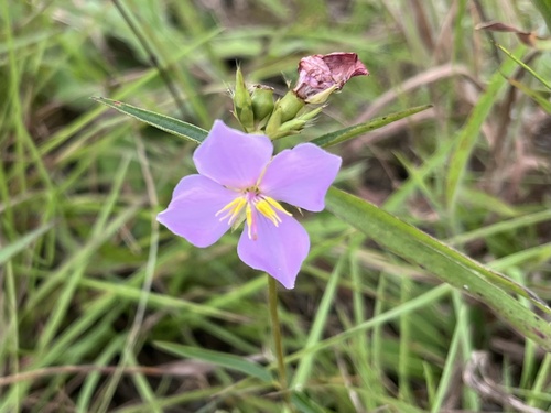 Osbeckia chinensis observed 2026-07-19