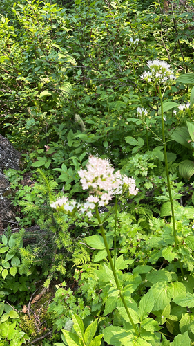Sitka valerian