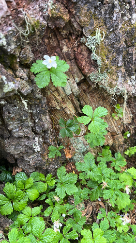 Five-leaf Dwarf Bramble
