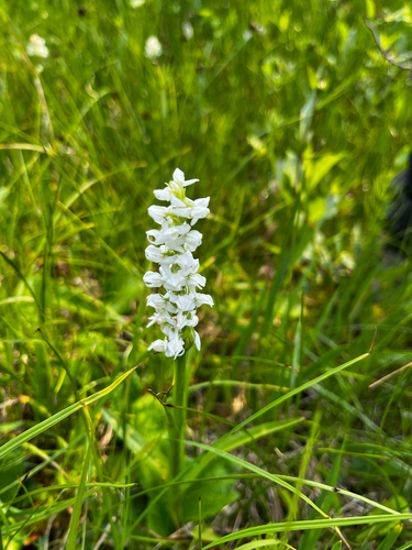 white bog orchid