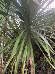 Dracaena xiphophylla
