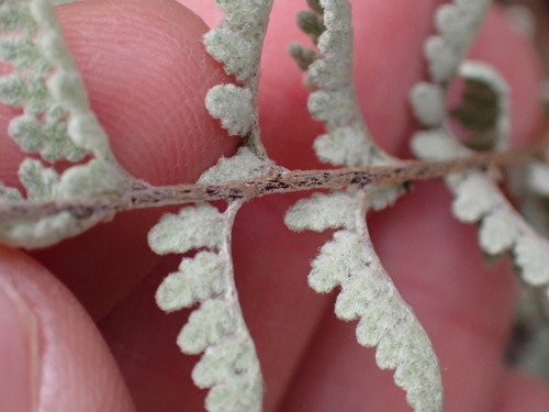 Eaton's lipfern