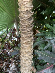 Dracaena xiphophylla