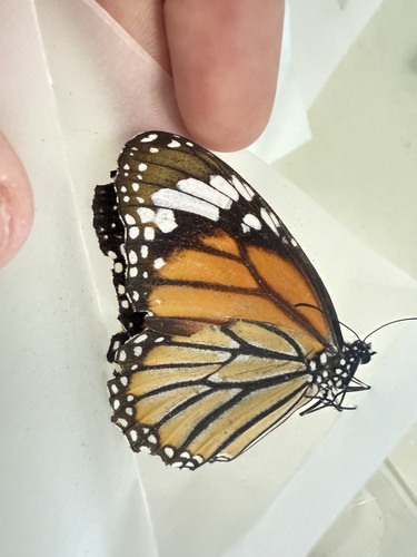 Common Tiger Butterfly