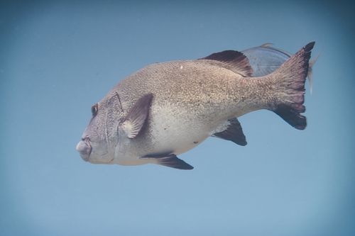 Plectorhinchus albovittatus observed 2026-07-07