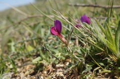 Vicia sativa amphicarpa