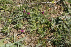 Vicia sativa amphicarpa