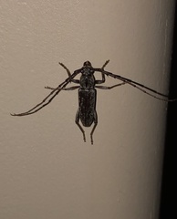 Elaphidion mucronatum