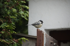 Parus major
