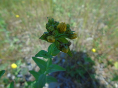 Hypericum perfoliatum
