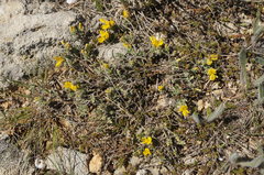 Genista albida