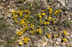 Genista albida