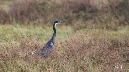 iNaturalist image