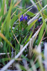 Polygala supina supina