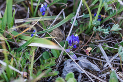 Polygala supina supina