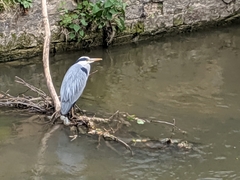Ardea cinerea