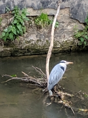 Ardea cinerea