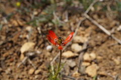 Adonis flammea