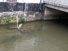 Ardea cinerea