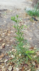 Lepidium sativum