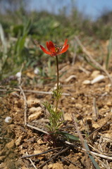 Adonis flammea