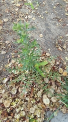 Lepidium sativum