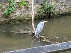 Ardea cinerea