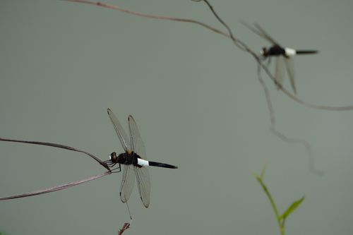 Pied Skimmer