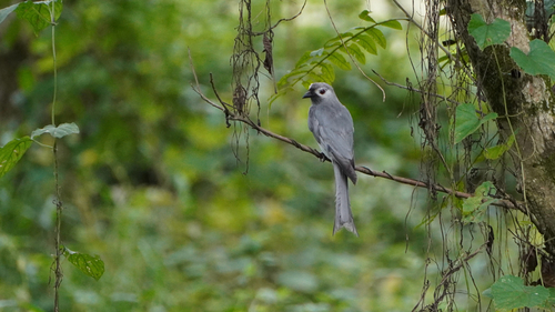 Ashy Drongo
