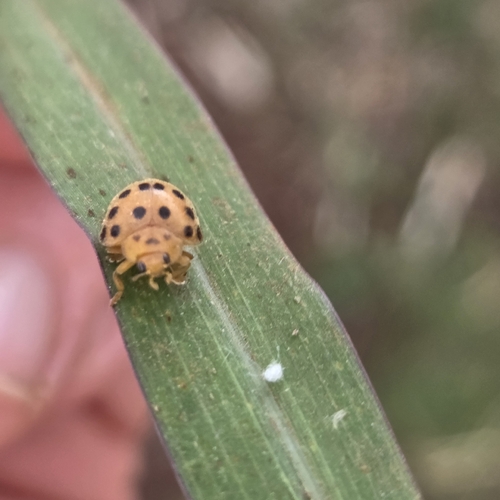 Hadda Beetle