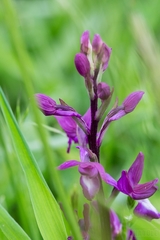 Anacamptis laxiflora