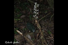 Eltroplectris