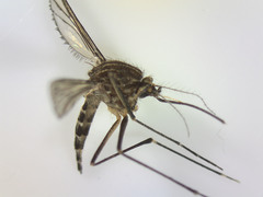 Aedes antipodeus