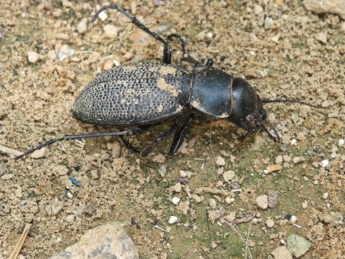 Carabus brandti