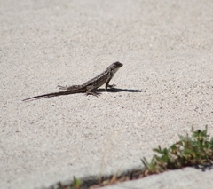 Sceloporus occidentalis