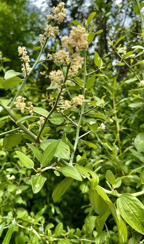 Ceanothus incanus, photograph 1