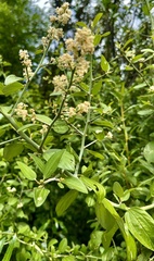 Ceanothus incanus