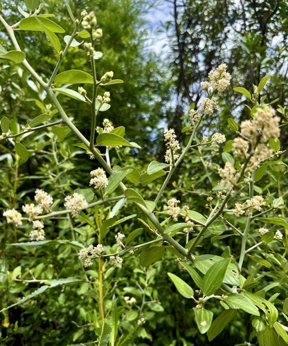 Ceanothus incanus, photograph 2